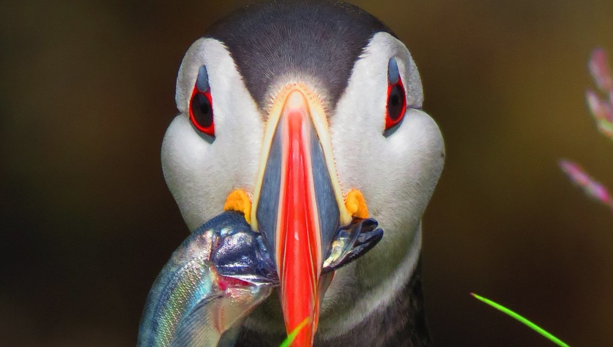 Did you know that Iceland is home to more than 60% of the entire population of Atlantic puffins?⁠
⁠
Approximately 8 to 10 million puffins reside there!⁠
⁠
📷⁠ Photo by @mappingmegan via Unsplash
