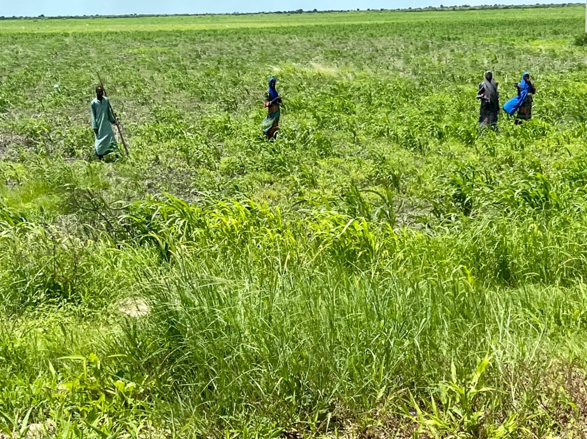 GovBorno's tweet photo. .@ProfZulum visits 10 farms in four LGs, asks farmers problems

… Explains FG’s fertilizer ban in Borno
… Promises liquid fertilizer https://t.co/HMy5EzDMIb https://t.co/w7zk8TYQJy