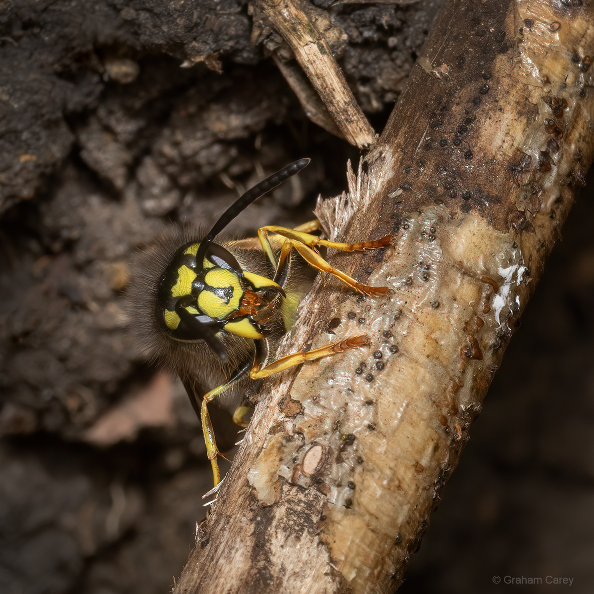 GrahamsPics's tweet image. A Common Wasp worker (Vespula vulgaris) taken today leaving the nest situated in a cavity under a rotten tree stump. Sadly much maligned, they are such beautiful creatures.