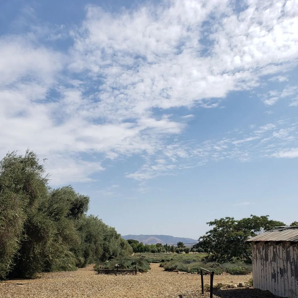WanderingWon180's tweet photo. Late season visit to the lavender farm 🚜💜. There's so many types of lavender growing in the field. Did you know they're drought tolerant? #lavenderfarm #droughttolerantplants https://t.co/j7ej84p0Ur https://t.co/wZSUHYCyiL