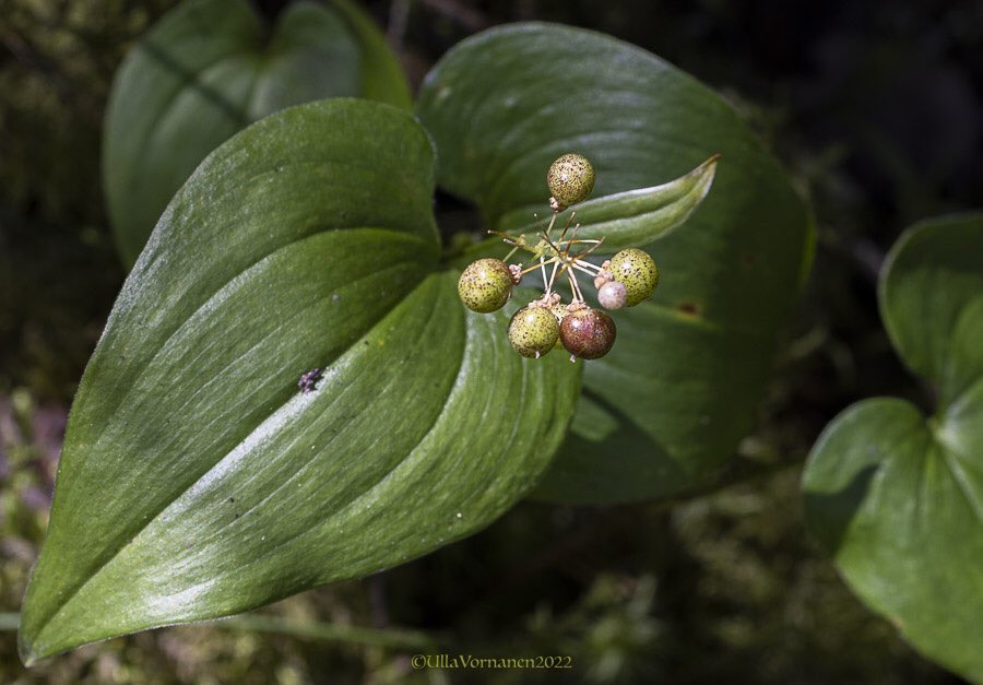 UVornanen's tweet photo. •

Poisonous berries and spooky #pinesap.

•

Myrkkymarjat ja lehtivihreätön #mäntykukka.

•
#oravanmarja #sudenmarja #metsä #kesä2022 #Maylily #Herbparis #forest #summer2022 https://t.co/W0CNDGxK1T