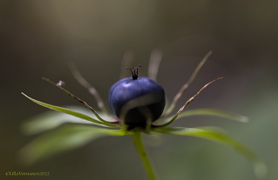 UVornanen's tweet photo. •

Poisonous berries and spooky #pinesap.

•

Myrkkymarjat ja lehtivihreätön #mäntykukka.

•
#oravanmarja #sudenmarja #metsä #kesä2022 #Maylily #Herbparis #forest #summer2022 https://t.co/W0CNDGxK1T