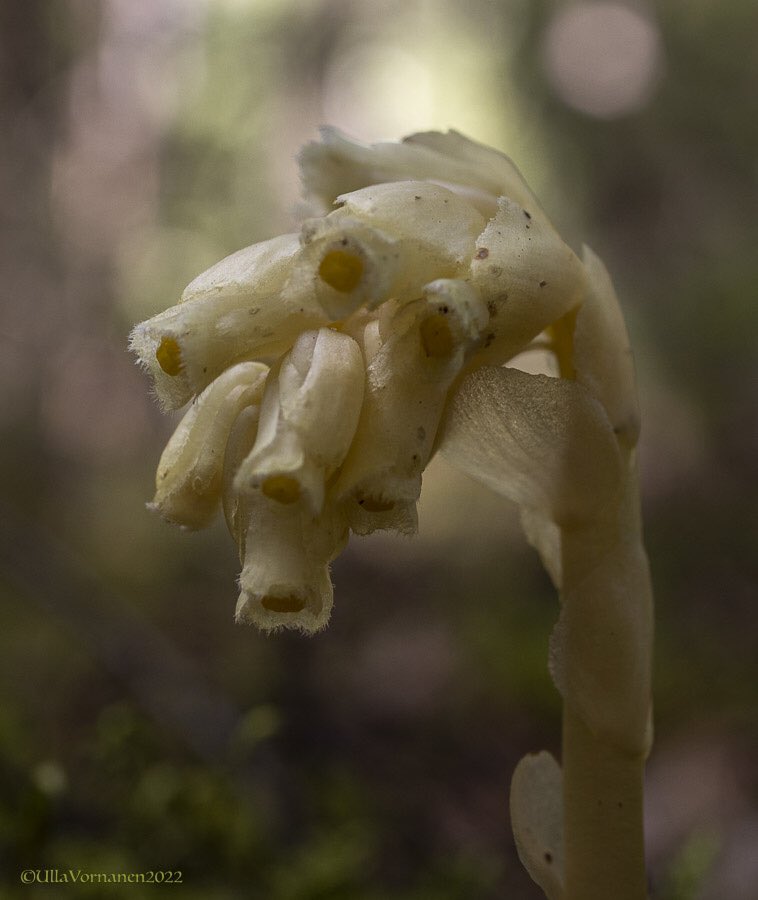 UVornanen's tweet photo. •

Poisonous berries and spooky #pinesap.

•

Myrkkymarjat ja lehtivihreätön #mäntykukka.

•
#oravanmarja #sudenmarja #metsä #kesä2022 #Maylily #Herbparis #forest #summer2022 https://t.co/W0CNDGxK1T