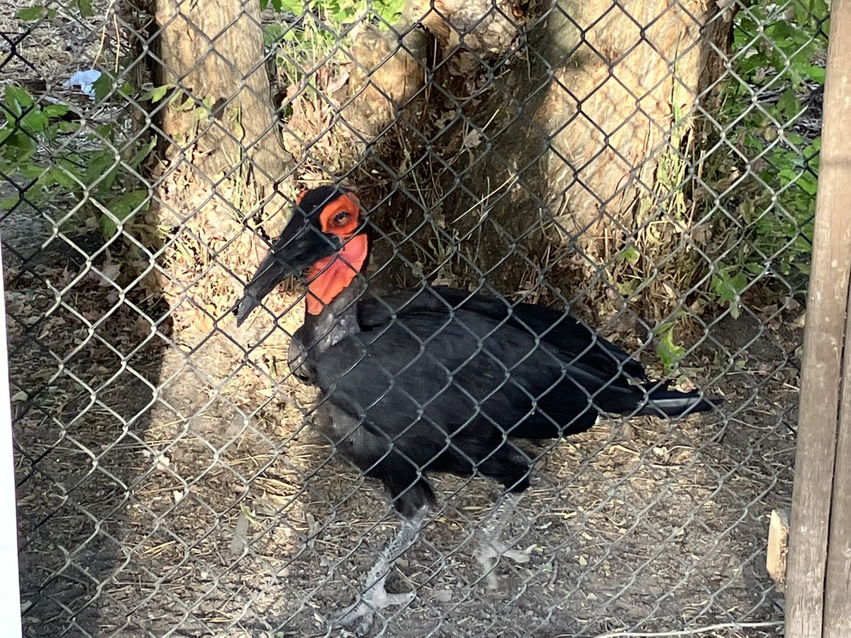 brschuck66's tweet photo. This devilishly handsome Southern ground hornbill is one of the stars of the #TracyAviary in Salt Lake City. https://t.co/HMVqjepvuA