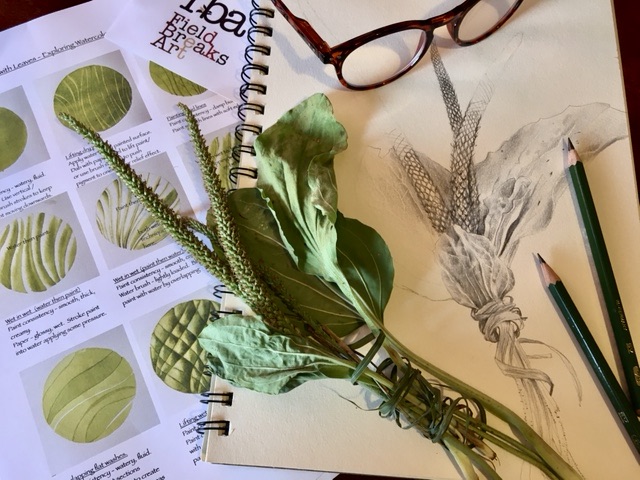 FBreaks's tweet photo. We enjoyed a super botanical drawing class yesterday, thanks to Sue Field for delivering a varied &amp; enjoyable class, also to the participants who joined in with the challenge. Why not join us in November for Sue's next class? #botanicalart #botanicalillustration #floralart https://t.co/PzjSS9XcuL
