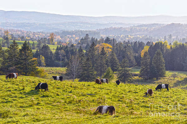 cathsherman's tweet photo. Grazing Belted Galloway Cattle 🍁🐄
#Vermont #Autumn
#NEK #Cow #Cows #FineArtAmerica #CLS 

Photography Prints https://t.co/x7YyTZG71t

Card https://t.co/pNu7avftQ7 

Mug https://t.co/rYwhHNSibE 

Sticker https://t.co/7KWvUQfJW1 

Bag https://t.co/DRhq7Wccas

@FineArtAmerica https://t.co/hq1Yn83TMs