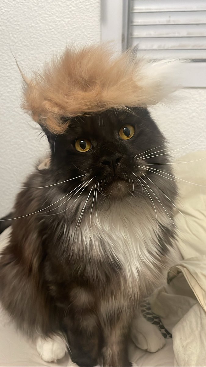 jo_bno's tweet photo. Il a changé Donald Trump 🫢 https://t.co/2RjeiqD2Ab