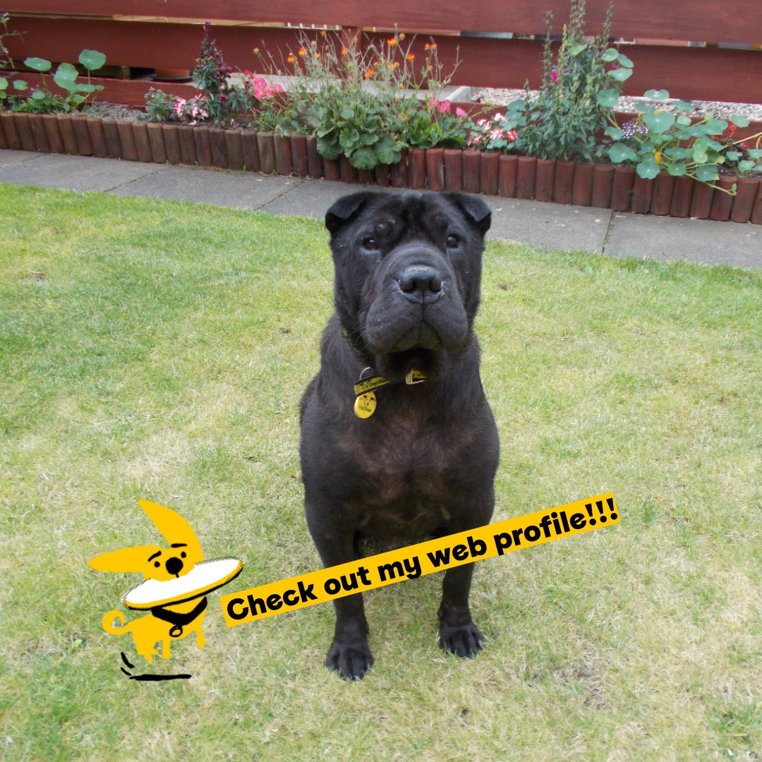 DT_WestCalder's tweet photo. Gregor is an independent boy who takes time to get to know you. Once he does, his personality will shine through and will enjoy a gently fuss 🐾💛

Gregor is in foster where he is enjoy playing with his favourite duck toy 🦆 and snoozing in the garden 🪴 
@dogstrust #homefromhome https://t.co/nD2tk1C8Zp