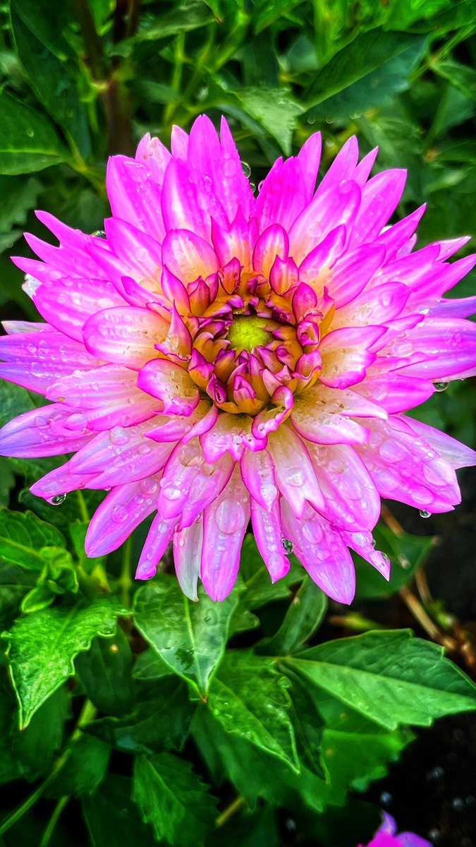 michaelwadapics's tweet photo. Good morning. Just thought I world share one of the many beautiful flowers we have at Disneyland. 
.
.
.
#flowersofdisneyland #michaelwadaphotography https://t.co/pQMaEPCNQU