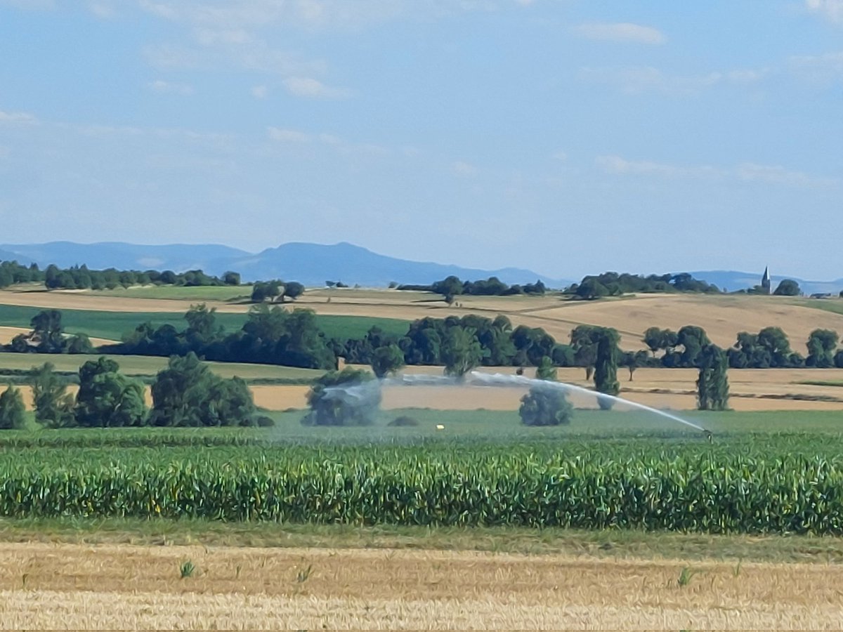 veronimo6's tweet photo. @Prefet63 c'est normal cet arrosage diurne en pleine #sécheresse malgré vos arrêtés ?! #JeDemande ou #JeSignale #Limagne #canicule @EcologieAuRA https://t.co/Kwh65kRomD