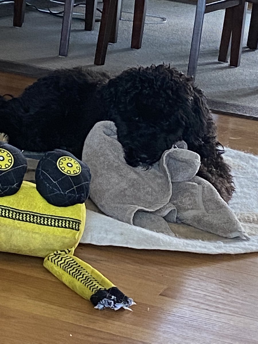 kathelburt's tweet photo. Someone is very proud of himself to have stolen the bath mat. Oh Bailey, #sillypuppy #DogsofTwittter #morningsmile #ItIsTheLittleThingsInLife https://t.co/mu4Wl6awRl