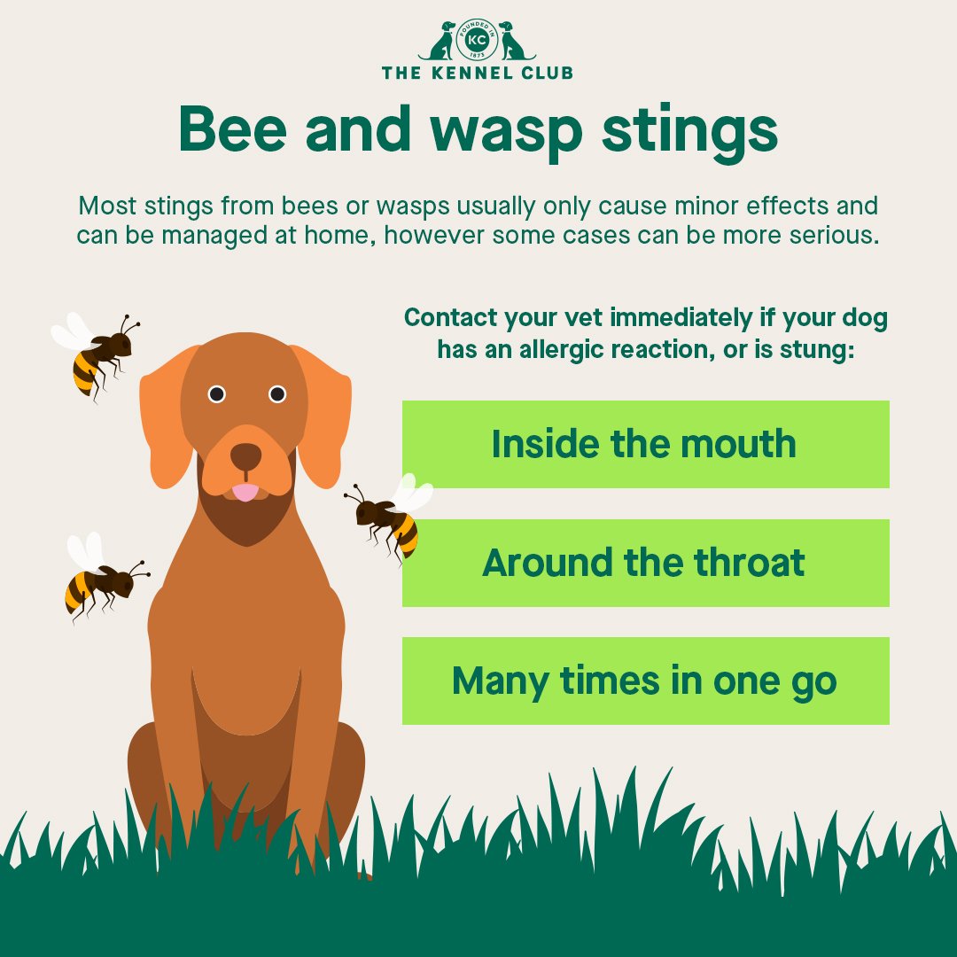 What Do You Do If Your Dog Goes Into Anaphylactic Shock