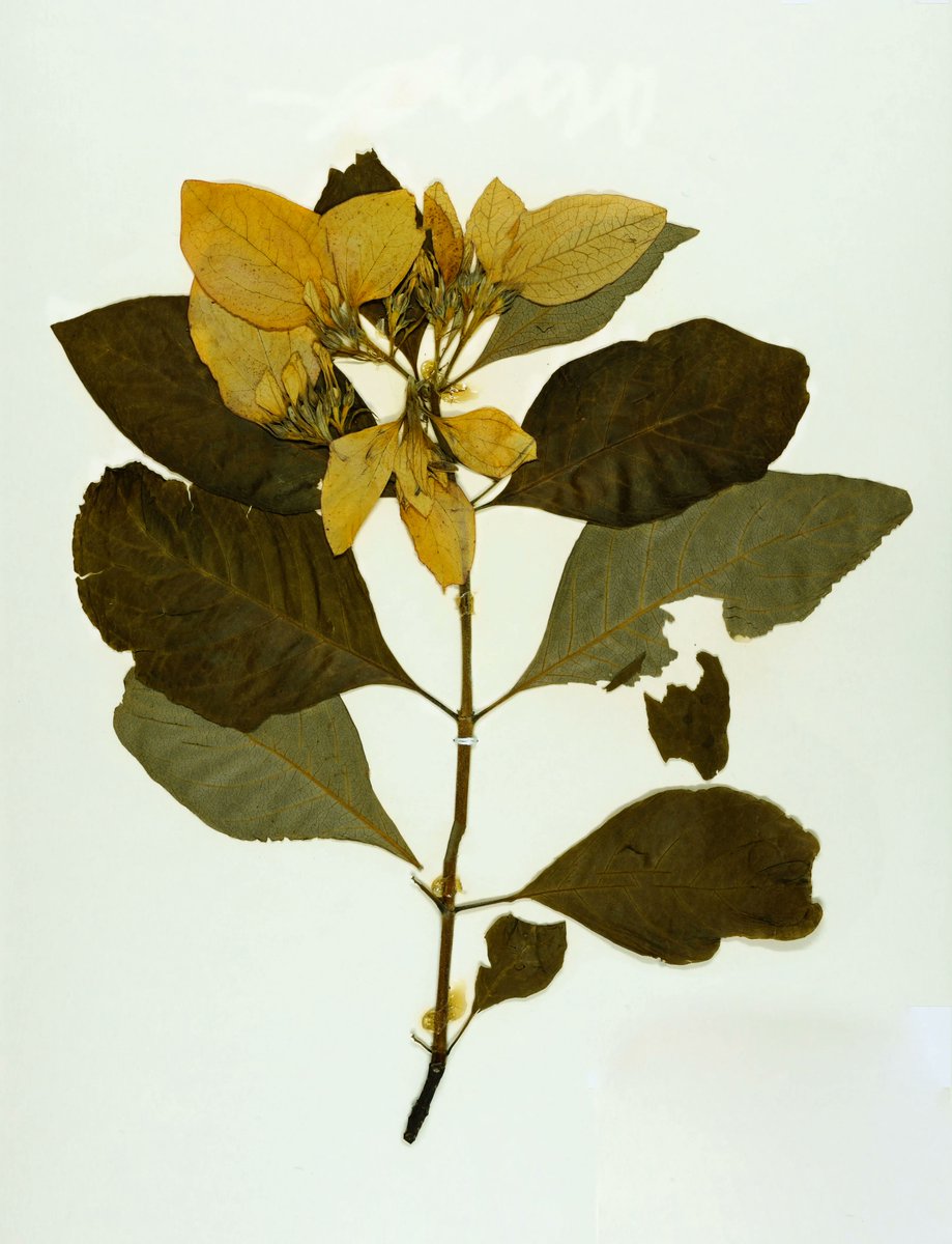 VStateArchives's tweet photo. The Herbarium Exhibit is now on display on the first floor of Odum Library, featuring photograph prints of regional plant species held in the Valdosta State University Herbarium. https://t.co/GxN4Z5AFbB https://t.co/0Z4XMD8Sny