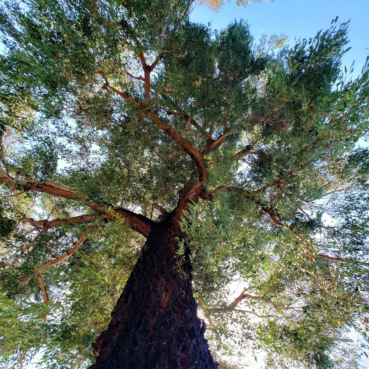 able_acorn's tweet photo. I love how nice I feel in the shade of a tree.  Just being there taking it all in recharges me. Spend some time in the shade of a tree and feel what I mean.

#treecaptures #treetherapy #foresttherapy #takeitallin #weneedtrees #treesarelife https://t.co/8dl2cLck6t