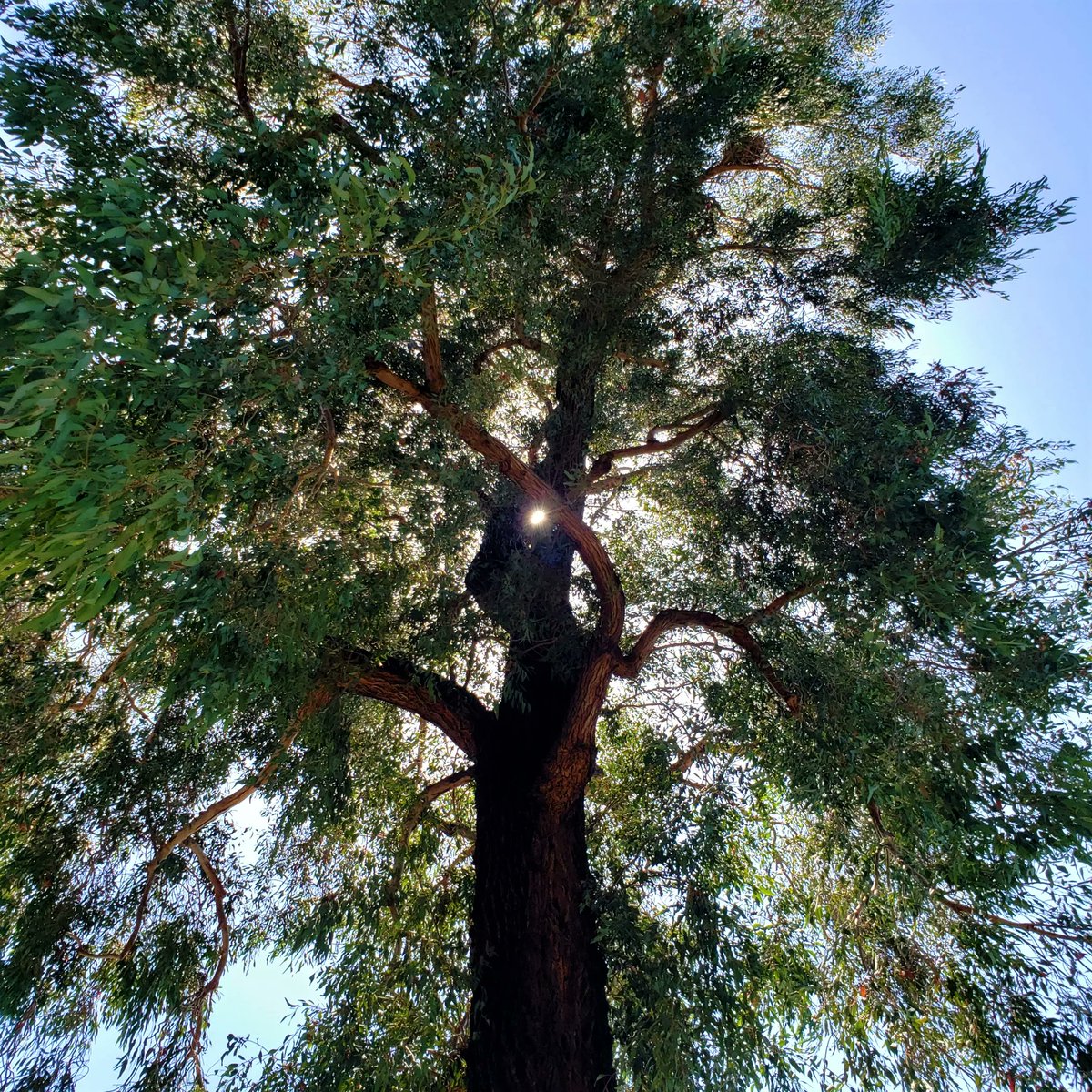 able_acorn's tweet photo. I love how nice I feel in the shade of a tree.  Just being there taking it all in recharges me. Spend some time in the shade of a tree and feel what I mean.

#treecaptures #treetherapy #foresttherapy #takeitallin #weneedtrees #treesarelife https://t.co/8dl2cLck6t