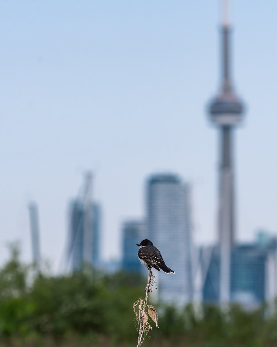WaterMkMissing's tweet photo. #Toronto  #EasternKingBird https://t.co/M6F5r4fgNQ