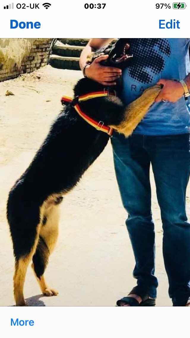 ZeeShore's tweet photo. #ksar supporters & all caring friends. This should reunite us all. Beautiful Alex in Kabul, dad #refugee in Canada need our help to reunite!
No politics here just a dog & his dad. Please donate whatever you can #CDCBAN looming so fairly #urgent. https://t.co/GlS3j90Yvq https://t.co/eshVRWIPq6