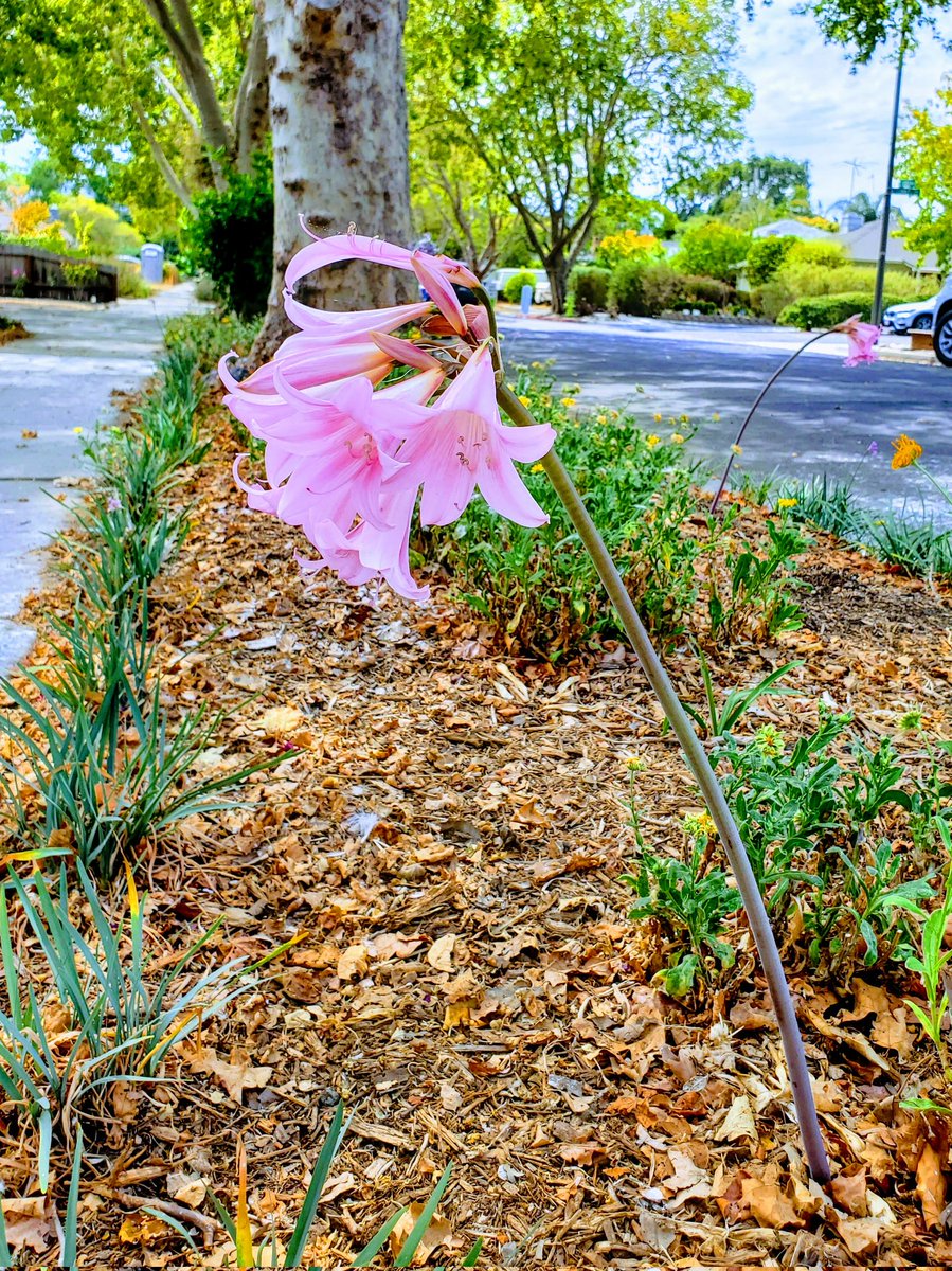 Laura Crowe tweet media