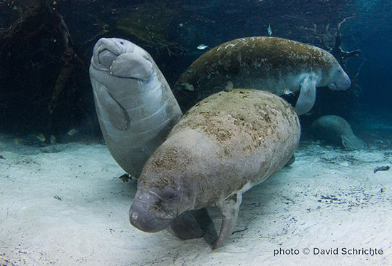 savethemanatee's tweet photo. It's A Fact!
Each one of a manatee’s teeth is a molar. They have what are called “marching molars”: new teeth form at the back of the jaw, wear down as they move forward, and eventually fall out. #manateefact #WildlifeWednesday
Find more facts at https://t.co/8DspBpm8jq https://t.co/ciMOW7AzTR
