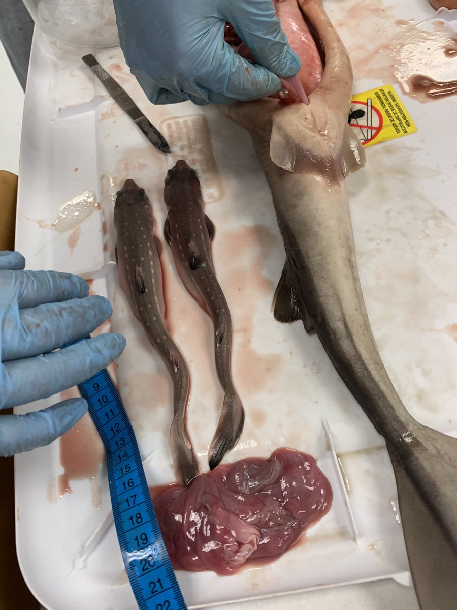 a_mulligan_'s tweet photo. Hi Twitter! After many years of debate I have finally decided to make myself an account and join the #scientific community on this platform. Here's a taste of what's to come: unborn fetuses removed from a deceased spiny #dogfish that I dissected in Dr. Aaron Carlisle's class. https://t.co/DFVIG3Sh7j