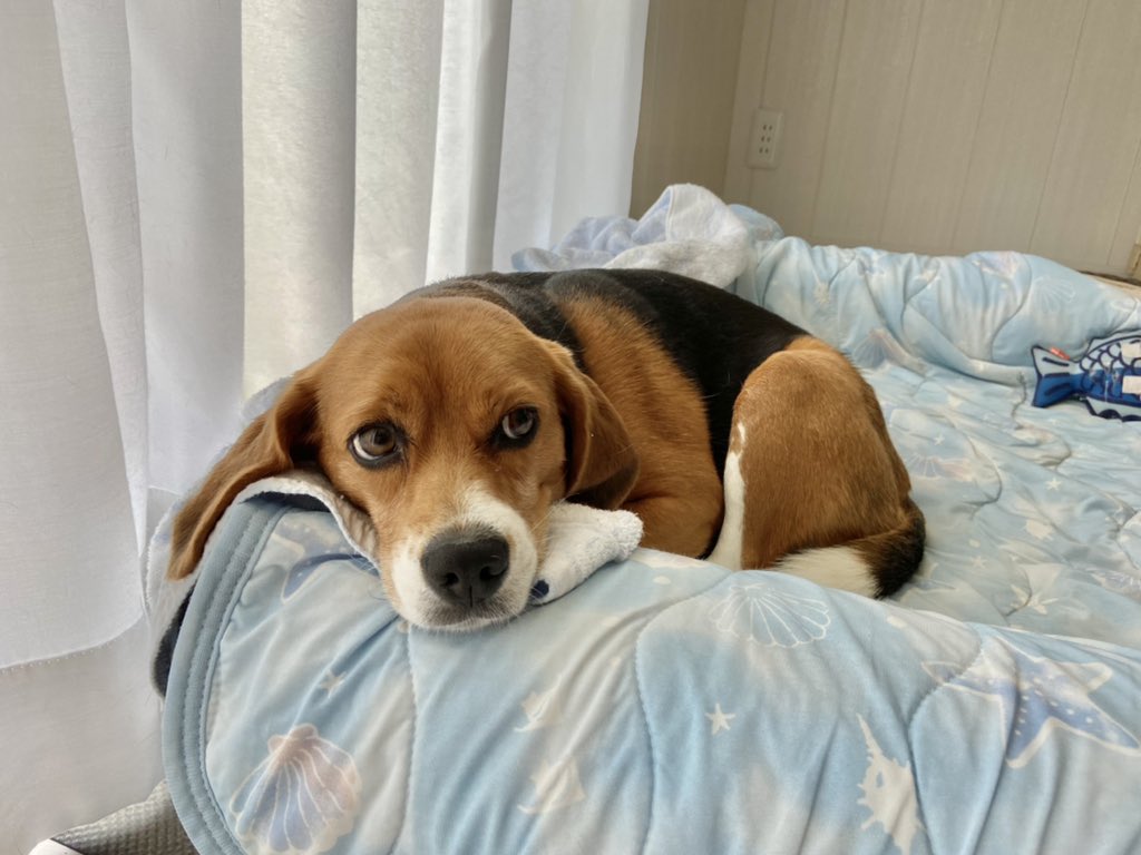 犬描きびよよん Beagles Manga Twitter