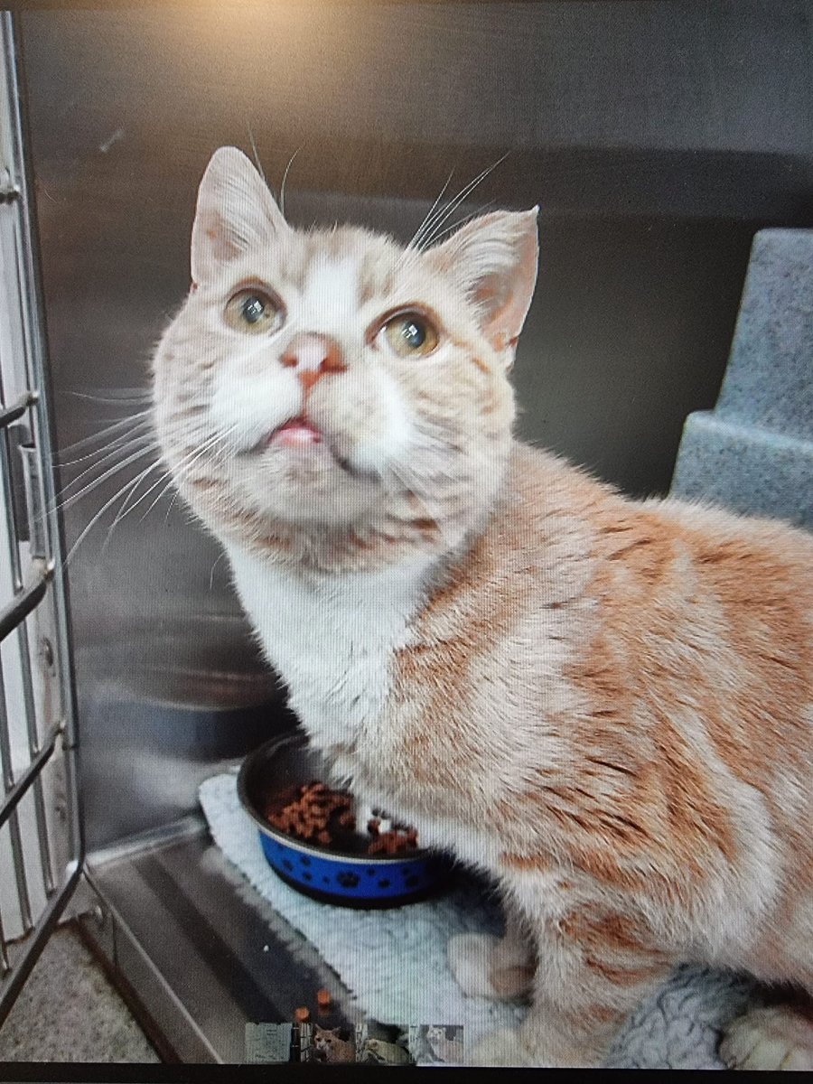 The_Animal_Team's tweet photo. #StrayCat male &amp; neutered, was taken into Cinque Ports Vets #Lydd #Kent on 1/8. He was #found in #Greenway Lydd. Unfortunately his chip details are out of date. If you recognise him please☎️01797 321 771. https://t.co/U3tLCrFlIq #FoundCat #CatsOfTwitter #cats https://t.co/BSzM6ybDaw