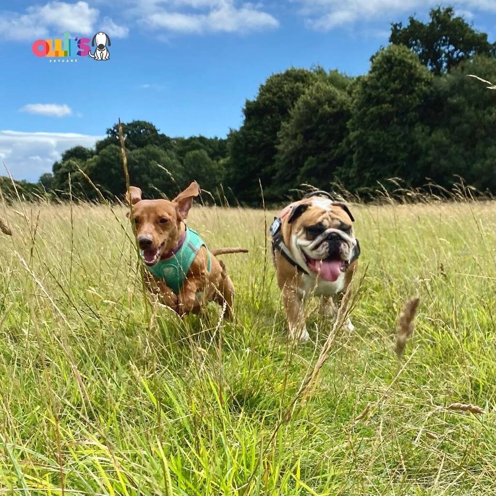 olliespetcare's tweet photo. Harvey & his energetic pal Charlie. ππ€£ππΎ Leaping into the week! ππ
#furpals #dogwalks #harveythebulldog #minidachshund #englishbulldog #sausagedog #irishdogs #bullysofinsta #instapooch #dogwalking #nature #humpday #olliespetcare https://t.co/5YeGpX3Dvo https://t.co/XfN2kNu0I3