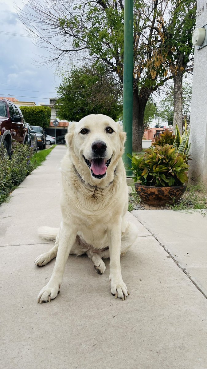 ShalomQuintero's tweet photo. @SofiaErro Rana 🐶🥰 https://t.co/t2054uioDv