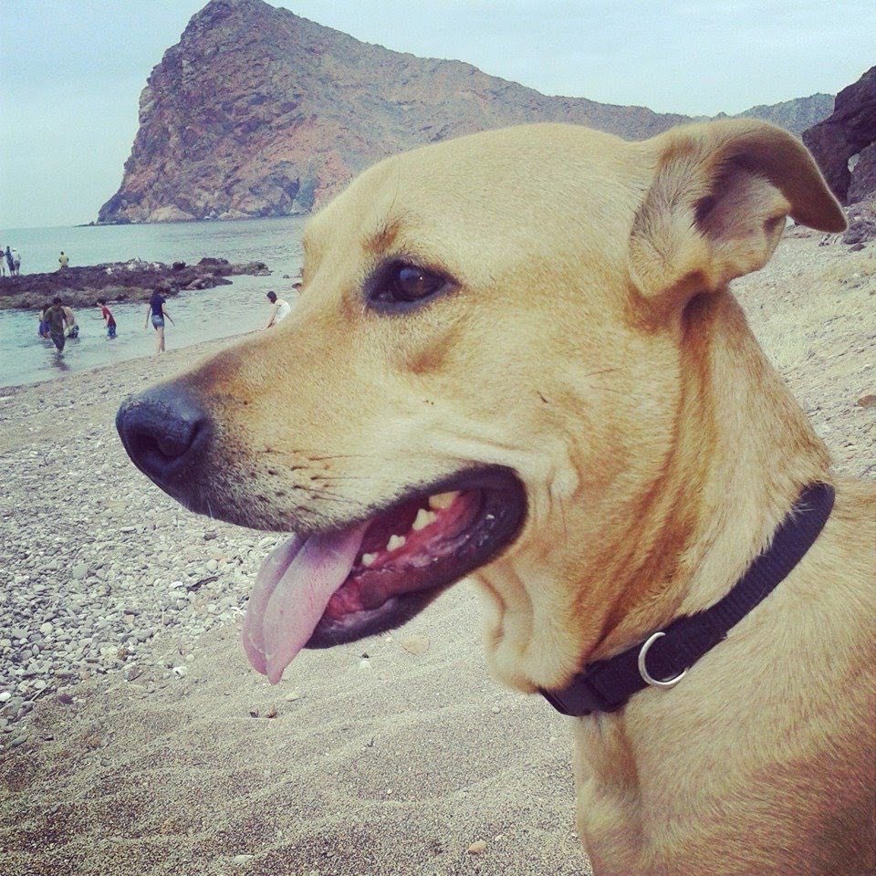 ShalomQuintero's tweet photo. @SofiaErro Reno 🐶💙 https://t.co/DBgK8jcsoI