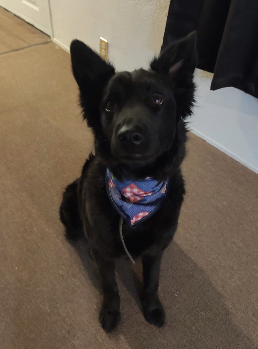 ShalomQuintero's tweet photo. @SofiaErro Zeus🐶🖤 https://t.co/Mbw6zgEdjN