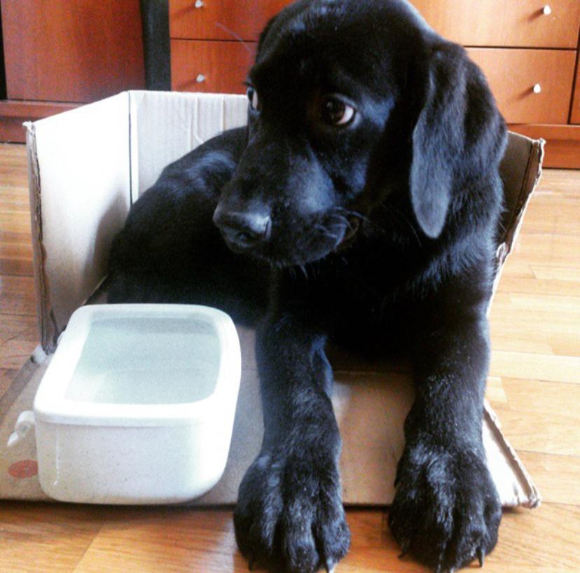 Toni Garcia Ramon tweet media