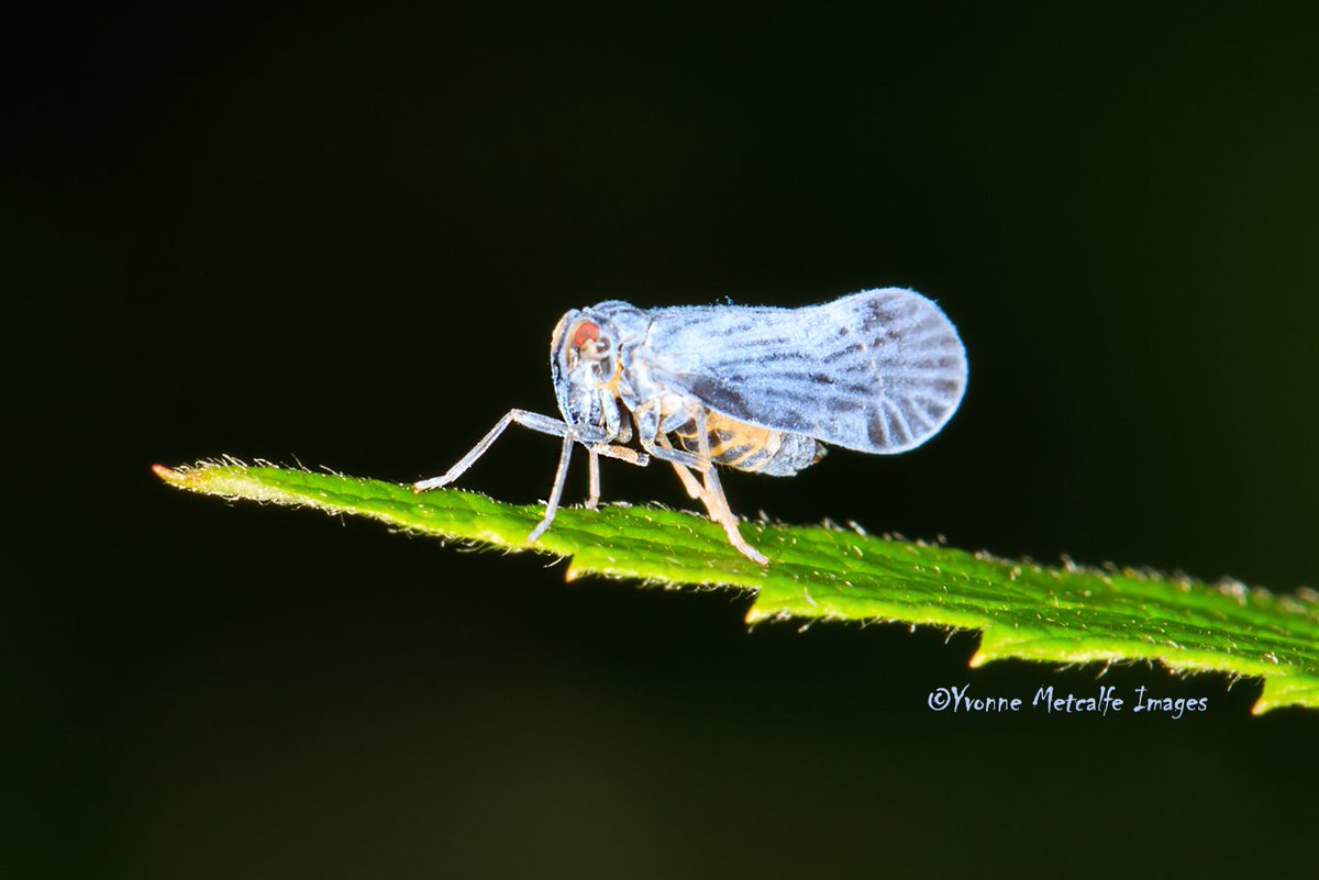 Naturenutlady's tweet photo. Derbid Planthopper ~ About 8mm.  First find for me!  I think maybe Cedusa maculata?  Waiting for id help from @inaturalist. 07/28/22 Lost Channel, Parry Sound, ON. @phil_torres @DomsWildThings #becurious #insect #planthopper #lilcutie #naturenutlady #ontario #truebug https://t.co/Bn7kGJ4keH