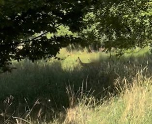 Foto is waardeloos, maar er zit een ree in de buitenhof van het <a href="/maximaparknl/">Máximapark</a>