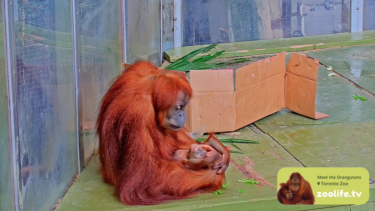 onedaywithNan's tweet photo. The look of love ❤
@TheTorontoZoo
#orangutan #WhyZoosMatter #fightingextinction #savingspecies #ZoolifeTV

https://t.co/Vbd3ED34yi https://t.co/sUMIU1ZhrZ
