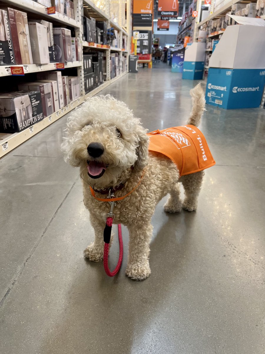This is Brynnie. She's recovering from double knee surgery, and it's too hot to do physical therapy outside. Started doing laps at a nearby hardware store instead. The team awarded her an apron in honor of her dedication. 13/10