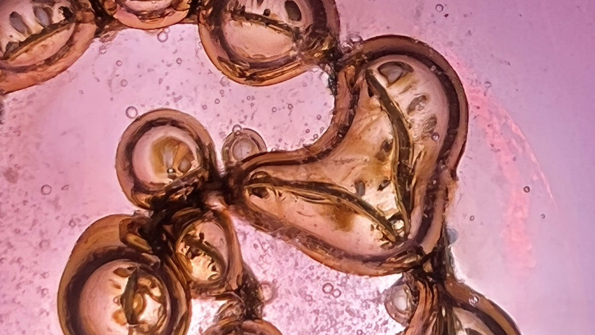 Braindigs.tez tweet media