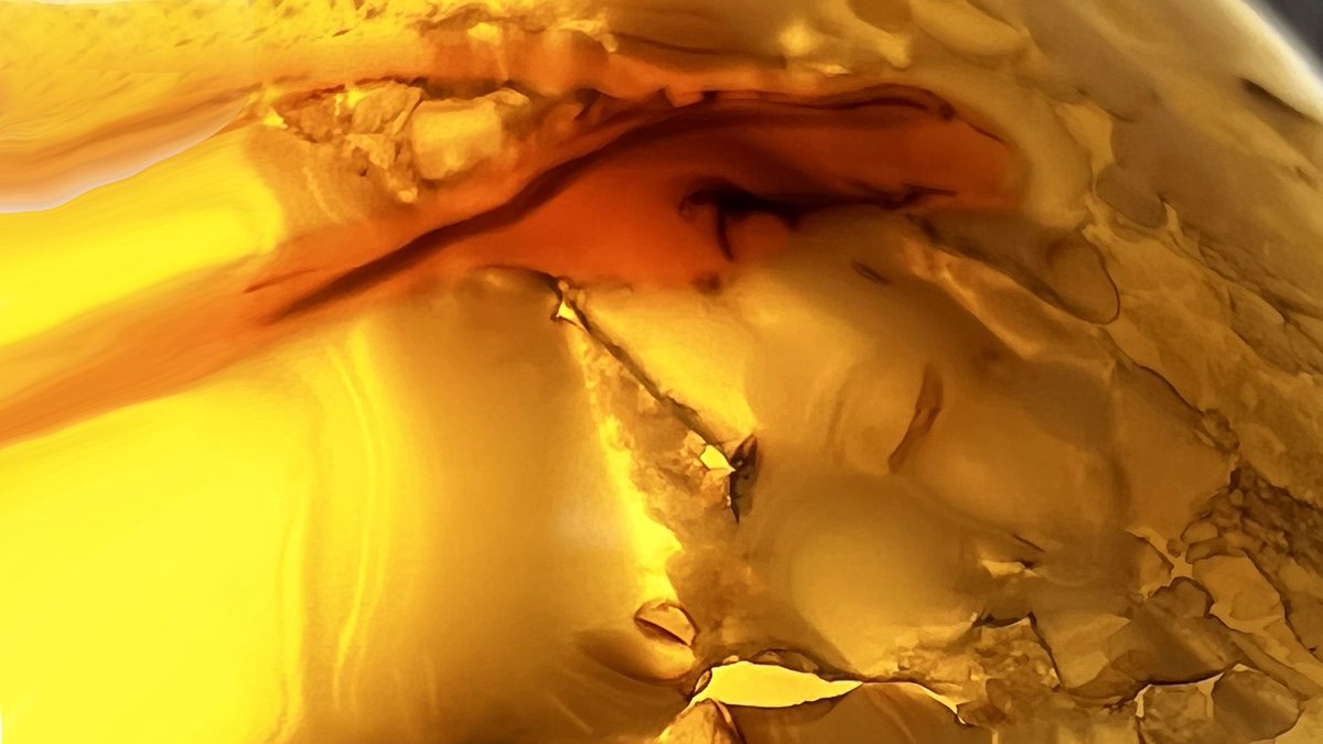 Braindigs.tez tweet media