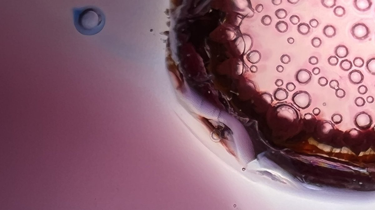 Braindigs.tez tweet media