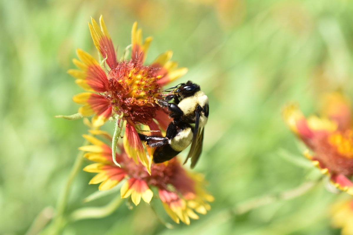 Beesponsible tweet media