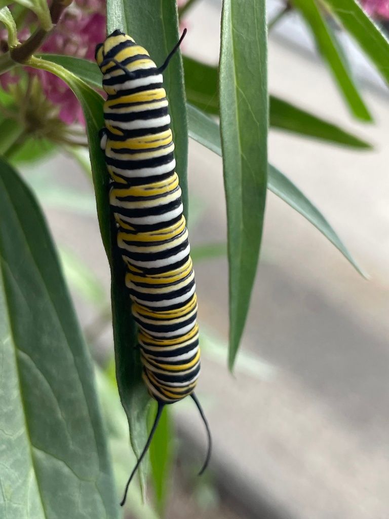 friendsTBcon's tweet photo. A happy #Monarch caterpillar recently spotted in one of the gardens at the Centennial Botanical Conservatory. Their horticultural staff have propagated and planted #Pollinators Gardens across #ThunderBay.
#TBay #CleanGreenAndBeautiful #GreenSpace #YearOfTheGarden #biodiversity https://t.co/i9pfuwYgzw