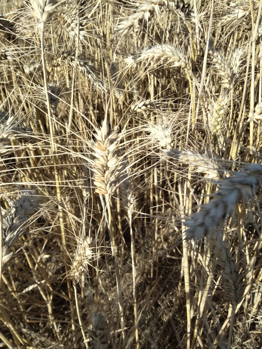 EJuurlink's tweet photo. Wordt tijd, de aren lopen bijna leeg. De combine loopt in de gerst, 15.1% gewoon rijden https://t.co/lgJsigRf7o