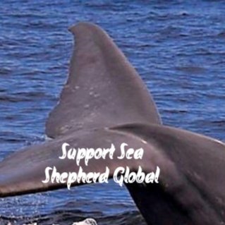 4CaptainPaul's tweet photo. Why is Sea Shepherd USA using donation dollars to send legal threats to their volunteers? 122-page packets Fed Ex'd to many #IstandwithPaulWatson https://t.co/cCIN8O2mid