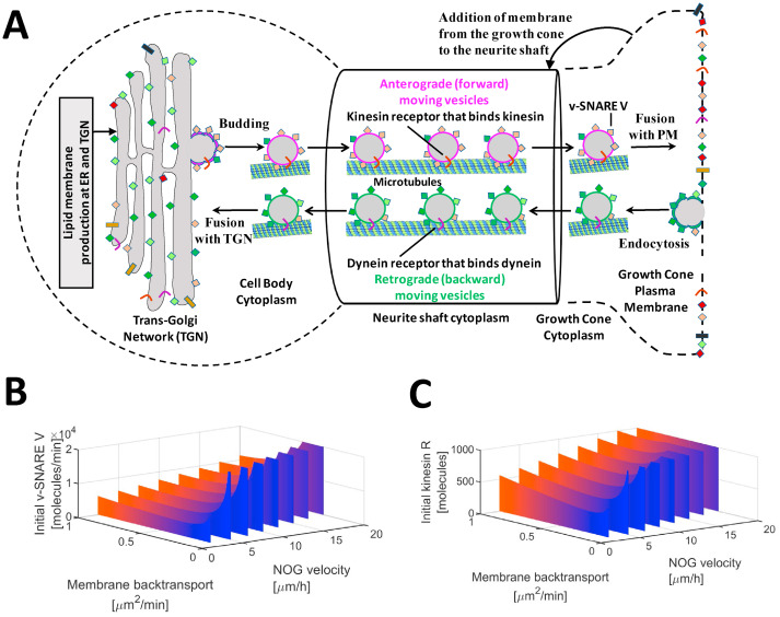IyengarLab's tweet photo. Article:Whole cell response to receptor stimulation involves many deep and distributed subcellular biochemical processes. https://t.co/8zWoZkSLdg https://t.co/3xeeWLHdxj