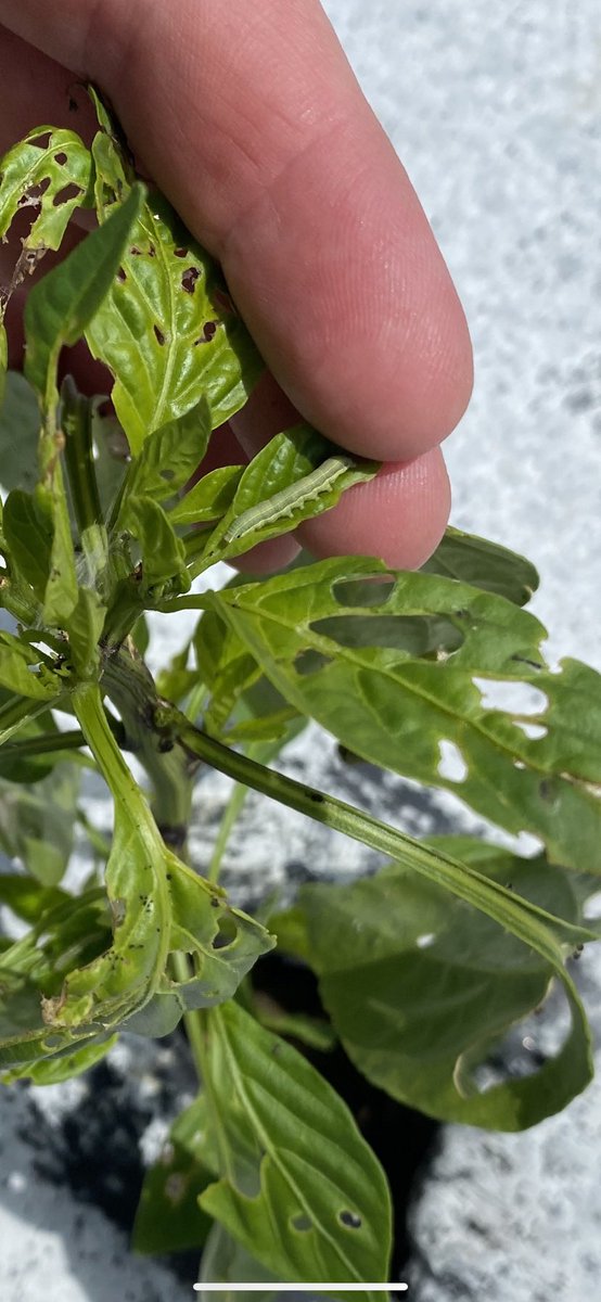 Beet armyworms not wasting any time getting in the fall pepper crop. #entomology #pepper