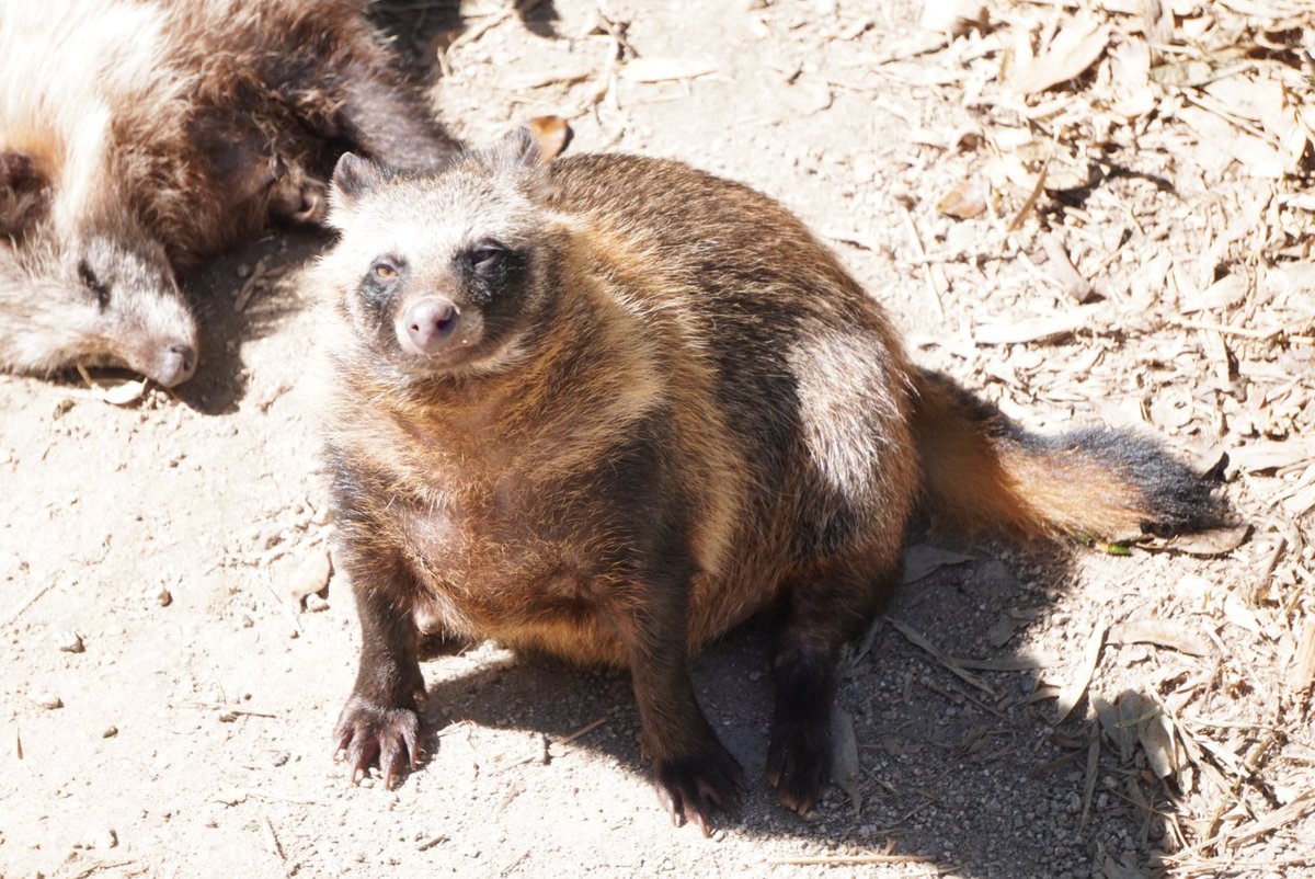 タヌキ ヤマ庄陶器】忍者狸 5号（黒）（品番：B090-07）｜ここ滋賀 オンライン