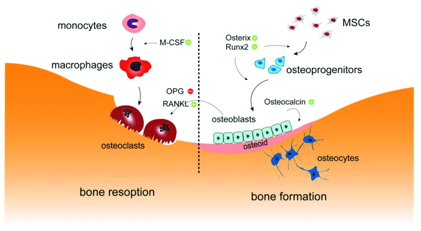 OsteoporPhysAct's tweet photo. Researchers have uncovered the health benefits of aspirin in the fight against #osteoporosis. The drug appears to prevent both improper #boneresorption and the death of bone-forming stem cells.
https://t.co/PzDDRTYEeZ https://t.co/UIr4MOBpXG
