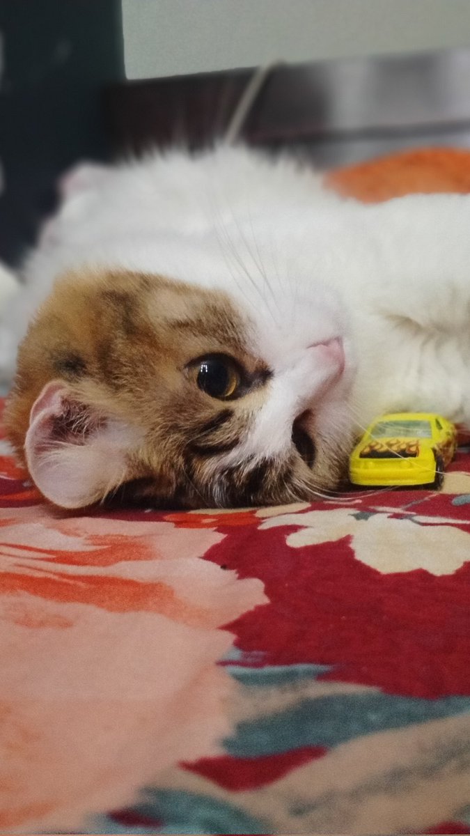 bungaarab's tweet photo. manteman @infomalang mohon bantuan barangkali melihat kucing betina seperti foto terlampir, bisa hubungi DM saya. hilang di sekitar jalan Melati Sekarpuro tadi pagi sampai sekarang belum pulang, hawiku sedih banget sebab kita merawat dari Ellyzabeth bayi. terima kasih 🙏🏻🌸 https://t.co/iBwJsZXEtb