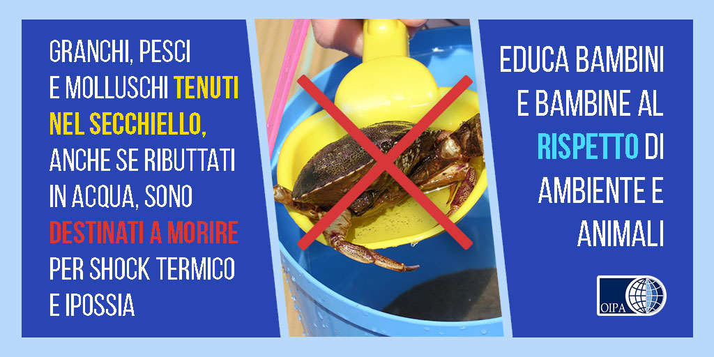OIPAItalia's tweet photo. 🦀 GRANCHI, PESCIOLINI E MOLLUSCHI NEL SECCHIELLO: PERCHE’ NO. 🐟 OGNI VITA VA RISPETTATA E OSSERVATA NEL PROPRIO HABITAT NATURALE Leggi di più 👉 https://t.co/CDaarbvzis https://t.co/vv0iGhai30