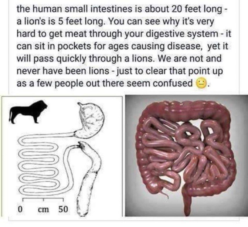 schmoozequeen's tweet photo. @bruceg87 @_eatingyoualive Can you say colon cancer? Dead rotting decaying animal flesh winding its way for 7 days through 20 feet of intestines? Think about this! #AnimalProteinCausesCancer #TheChinaStudy
#ColonCancer #QuitMeat #GoVegan #DiseasePrevention https://t.co/IAeiIzan5X