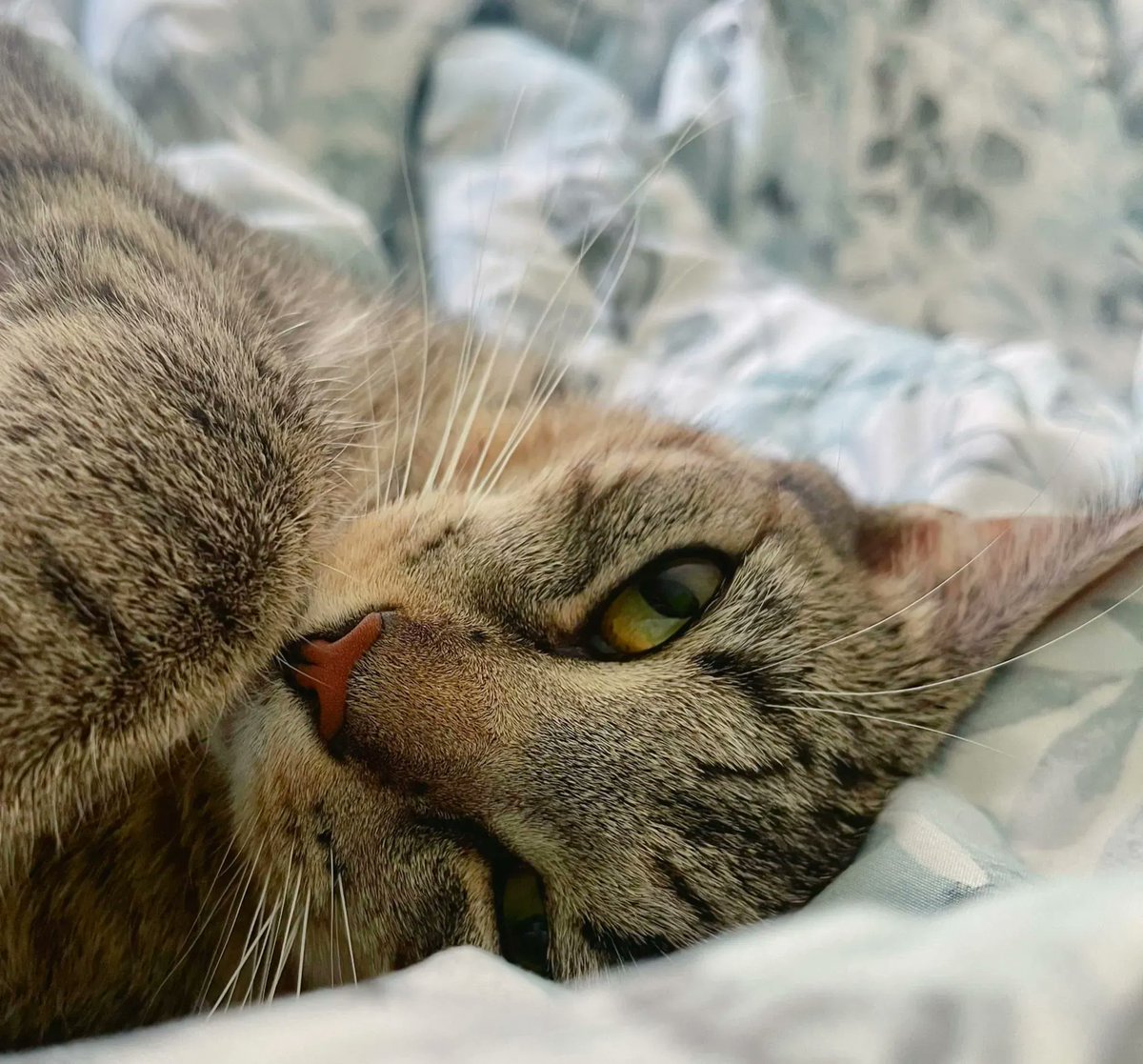 cthumane's tweet photo. Simon. Class of 2022. "I adopted baby boy Simon this past April. He has truly been a blessing to my life ever since. I appreciate your organization so much! And thank you for everything you do!" https://t.co/qLNc2nNwNM
#Cats #FavoriteFelines #Purr #TrueLove #JustLovely #Naptime https://t.co/pCAQeO9JYL